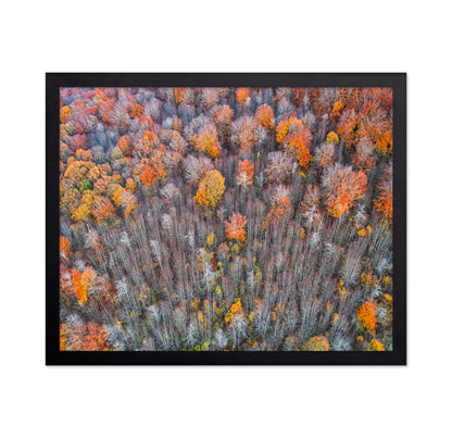 The Forest In Autumn