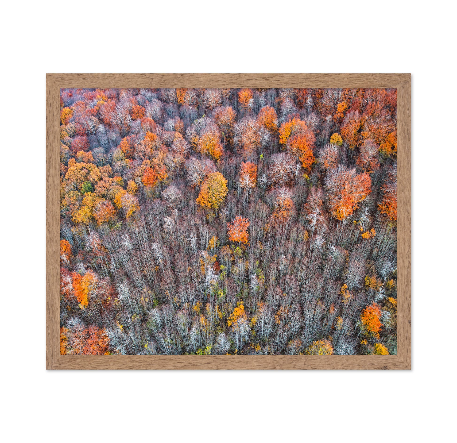 The Forest In Autumn