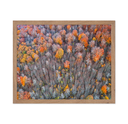 The Forest In Autumn