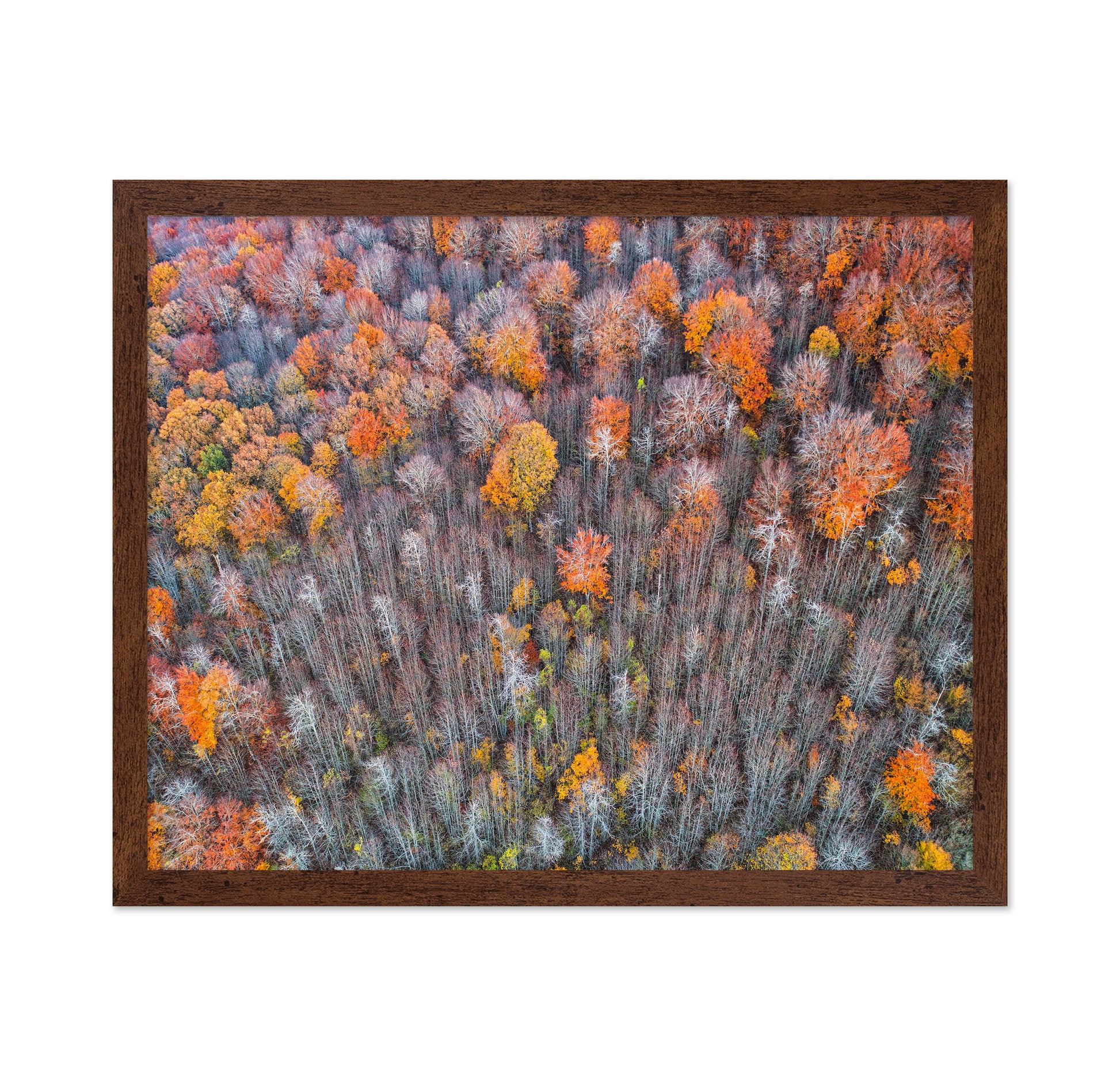The Forest In Autumn