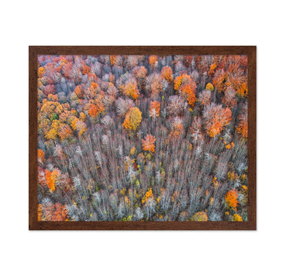 The Forest In Autumn