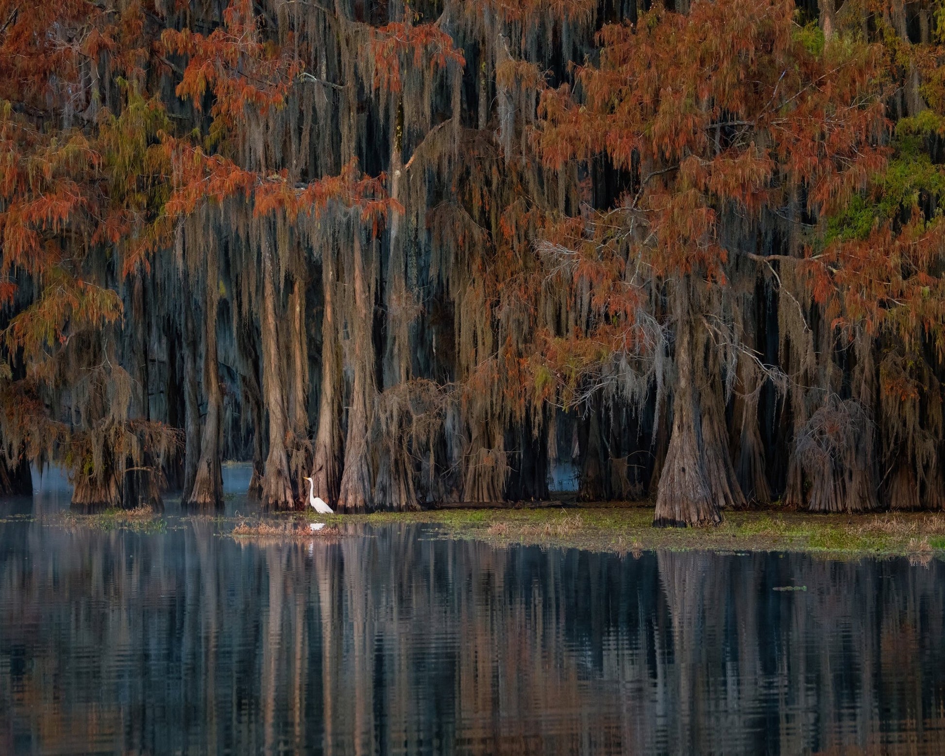 The Swamp In Autumn