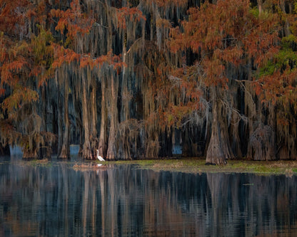 The Swamp In Autumn