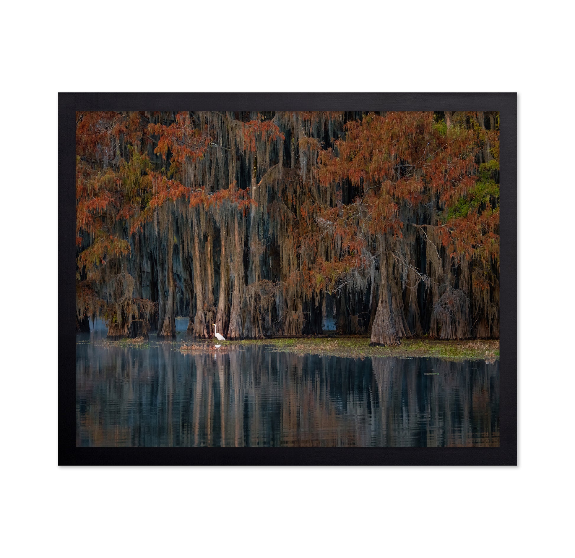The Swamp In Autumn