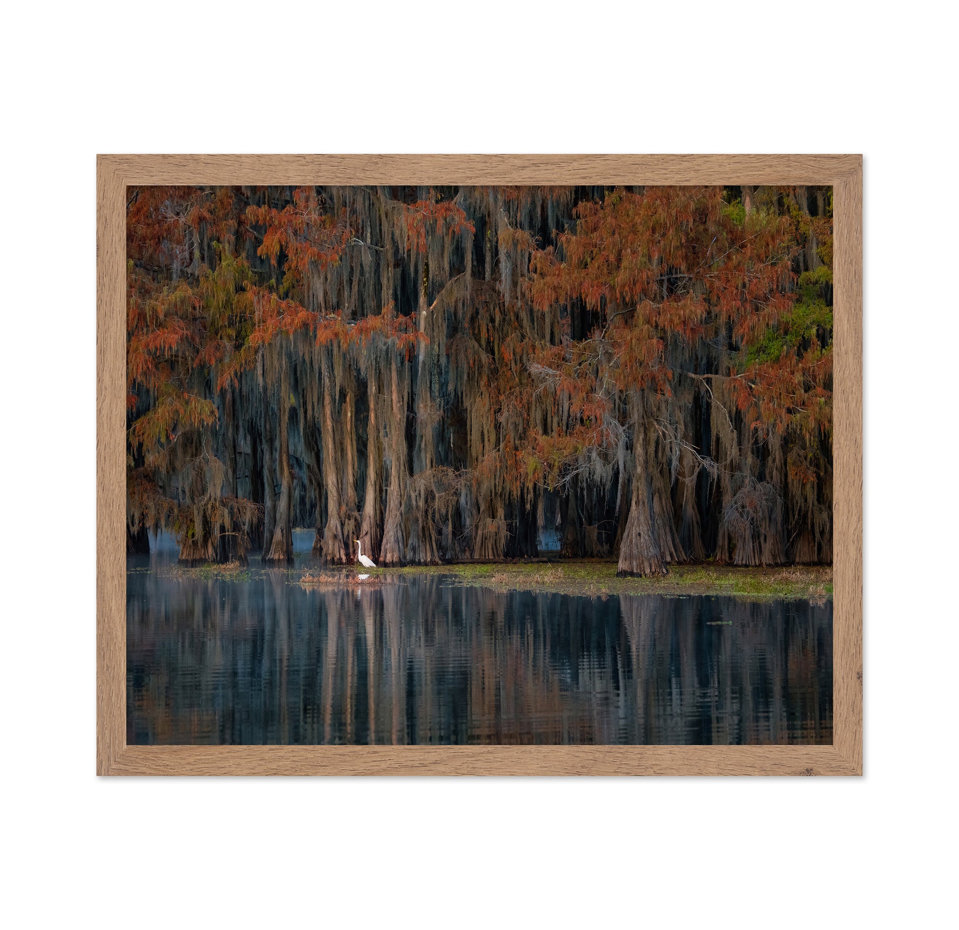 The Swamp In Autumn