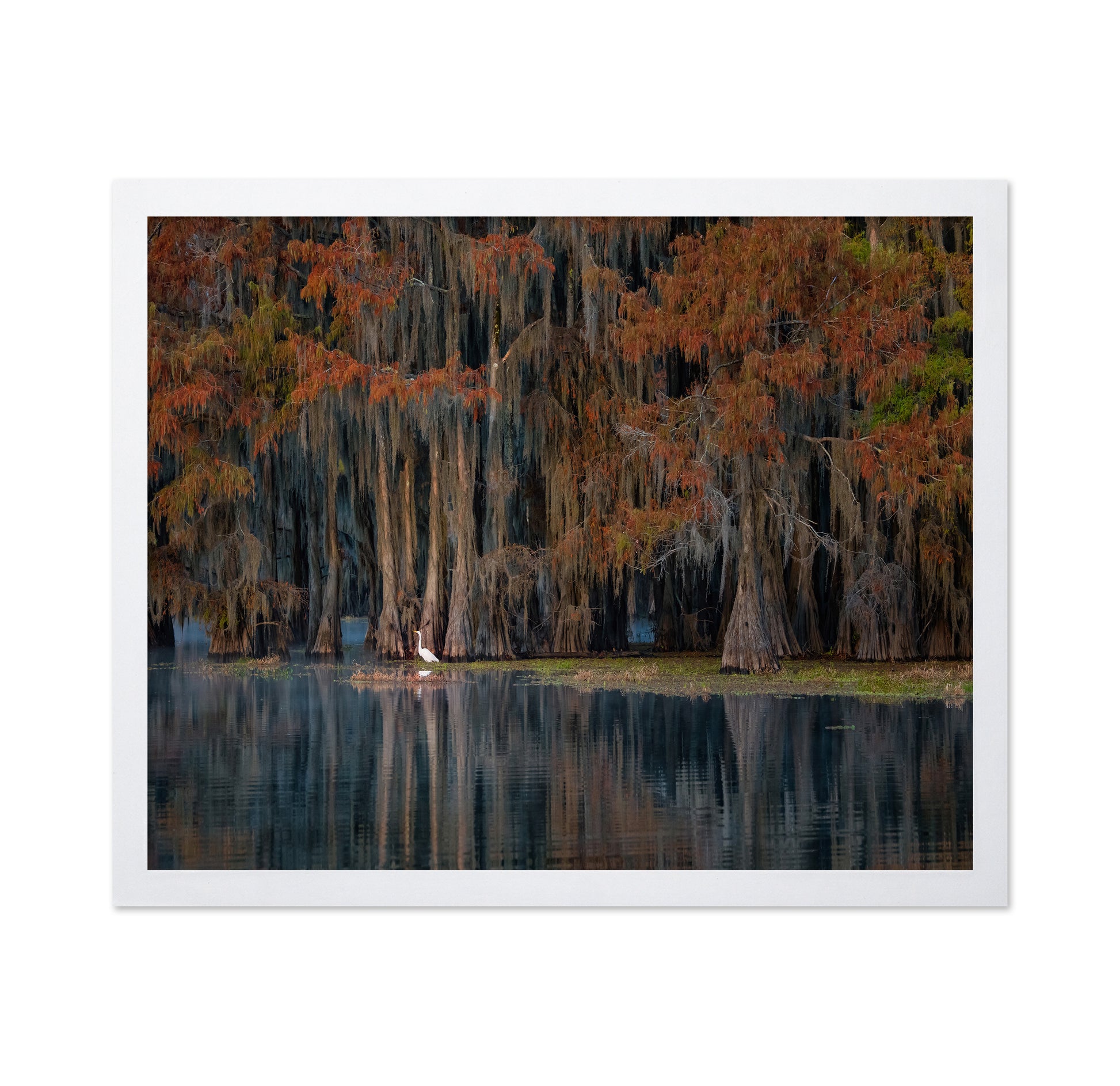 The Swamp In Autumn