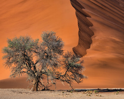 Acacia In The Desert