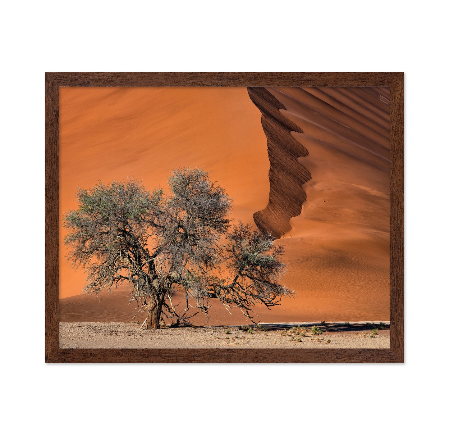 Acacia In The Desert