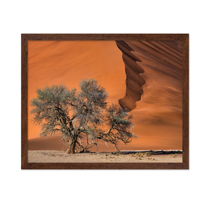 Acacia In The Desert