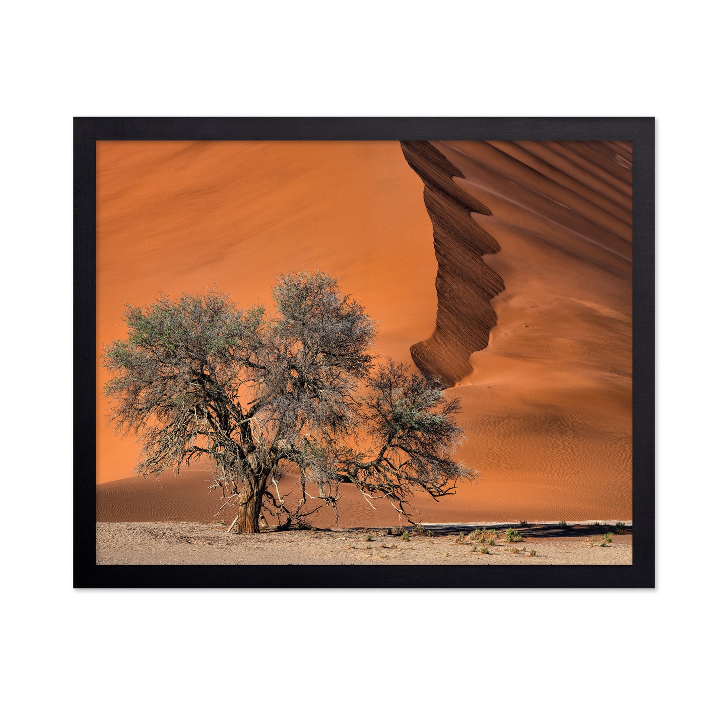 Acacia In The Desert