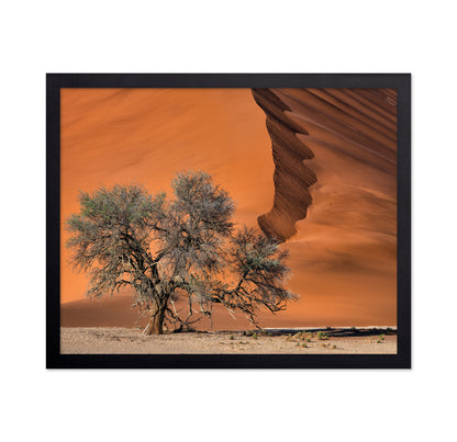 Acacia In The Desert