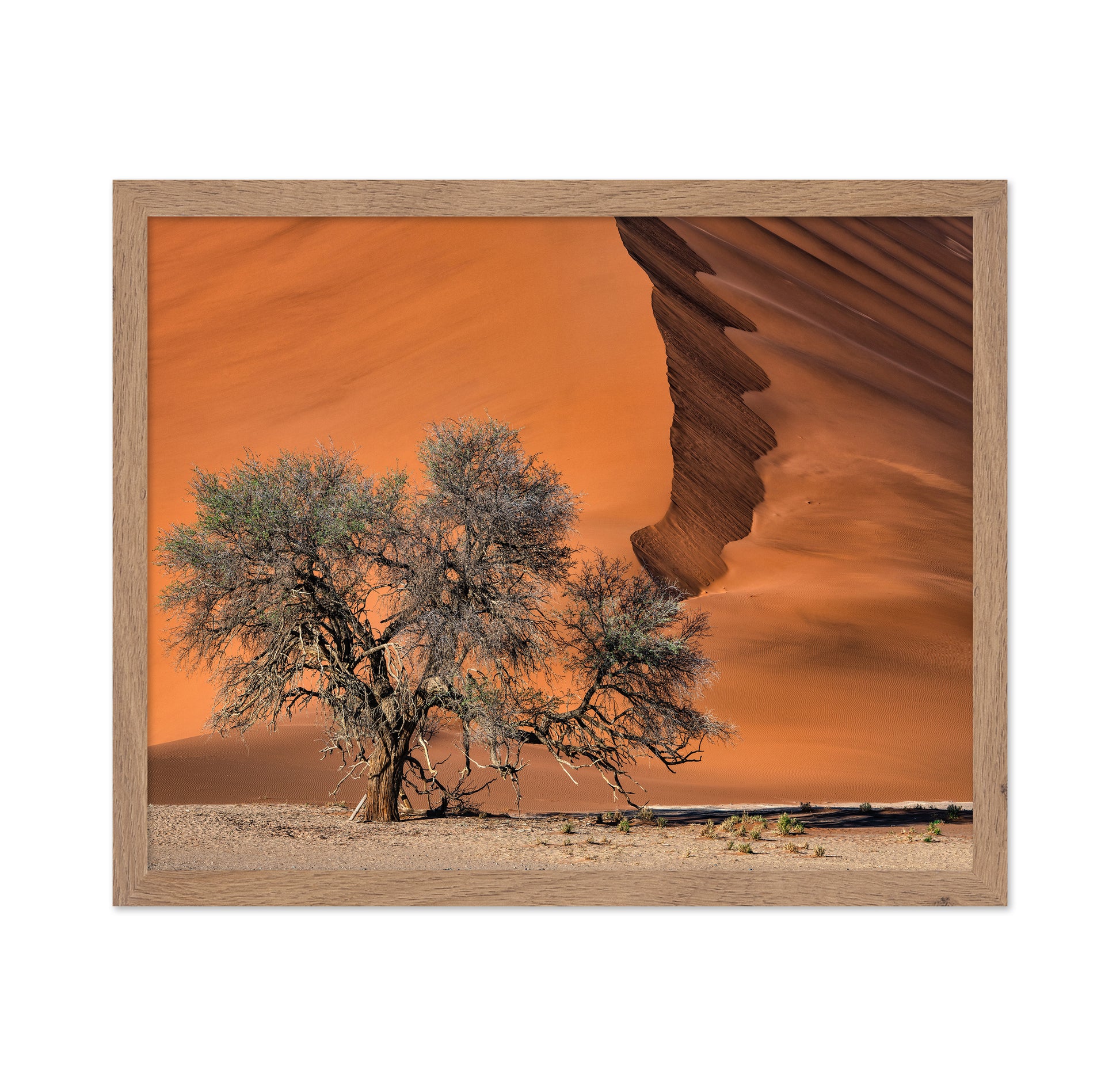 Acacia In The Desert