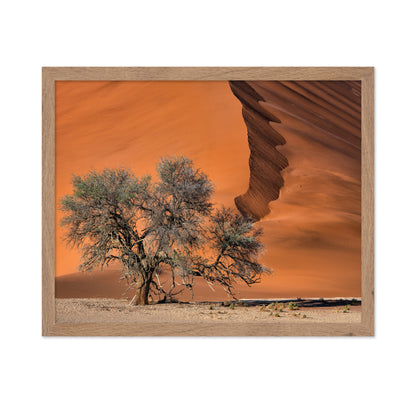 Acacia In The Desert