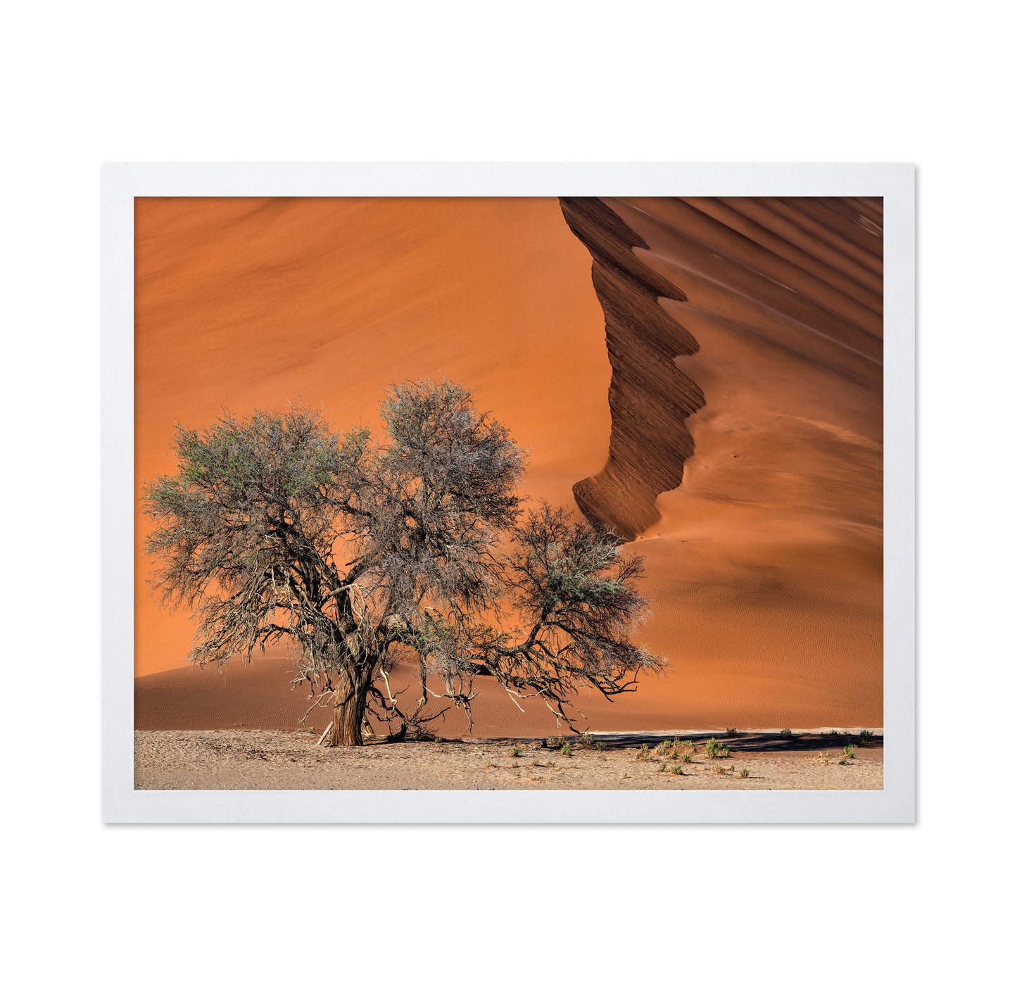 Acacia In The Desert