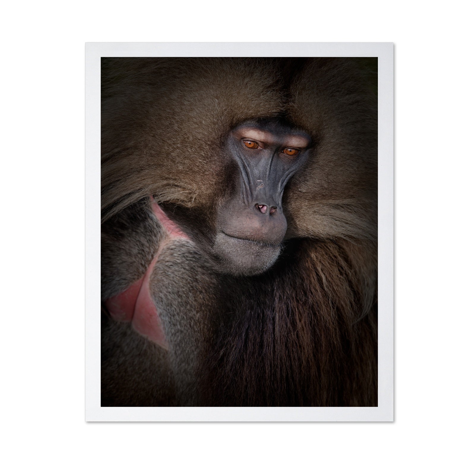 Gelada Portrait