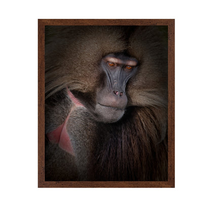 Gelada Portrait
