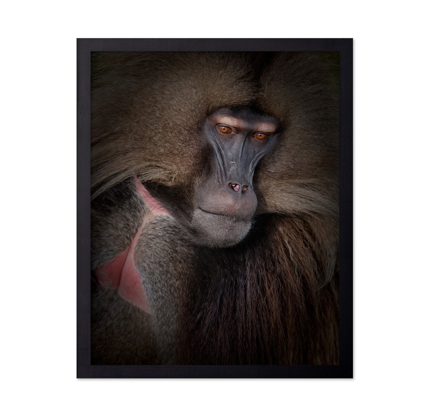 Gelada Portrait