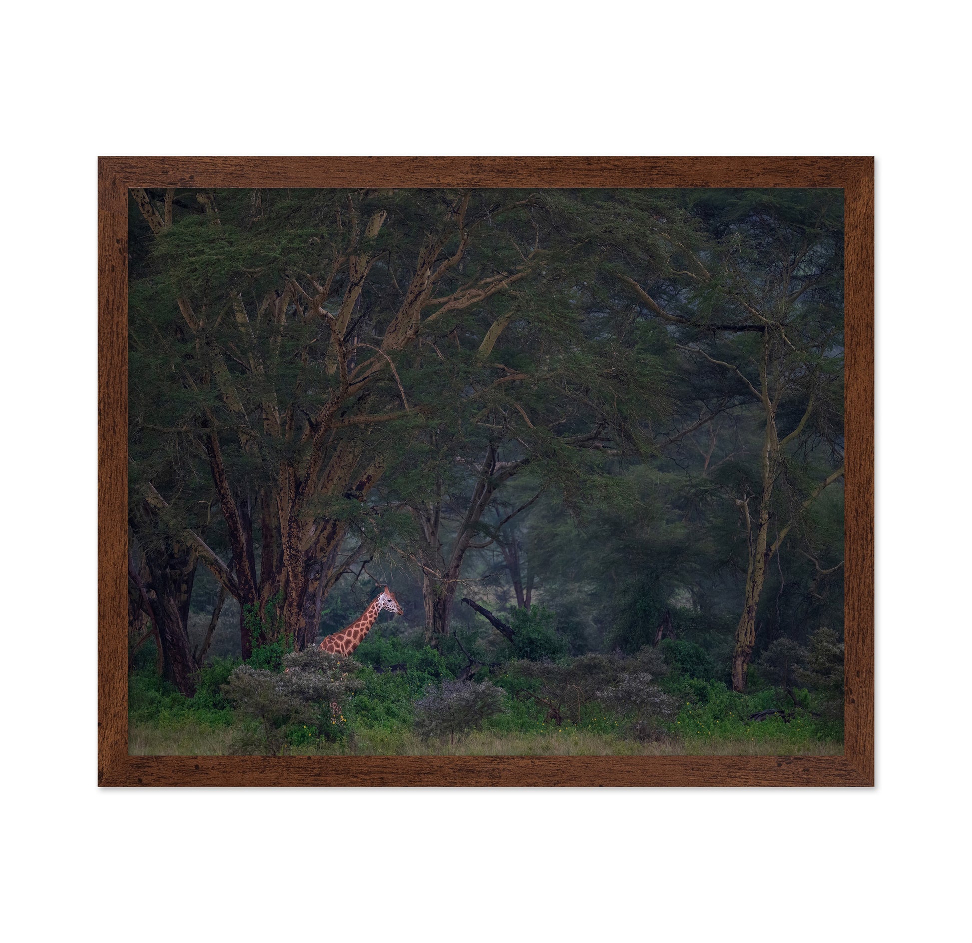 A Walk In The Forest