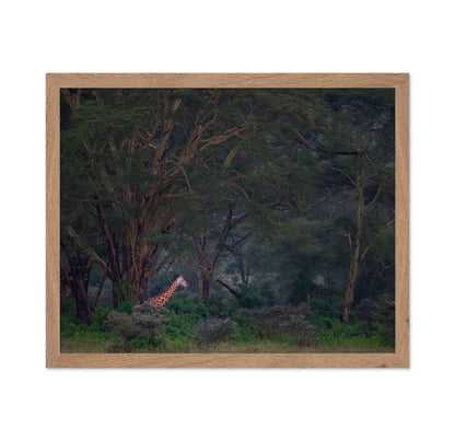 A Walk In The Forest