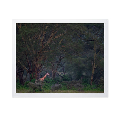 A Walk In The Forest