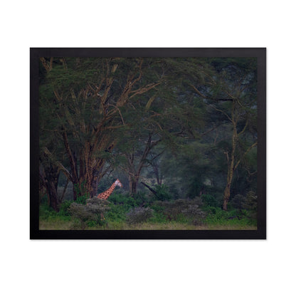 A Walk In The Forest