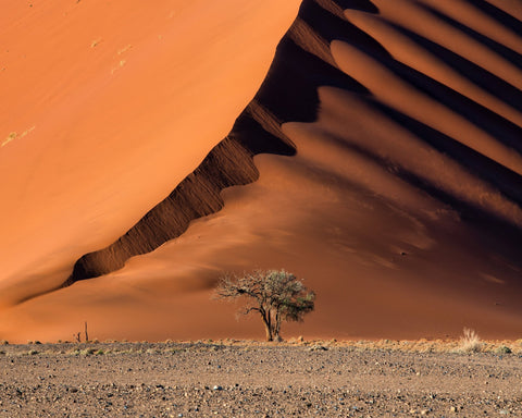 The Dune aAnd The Tree