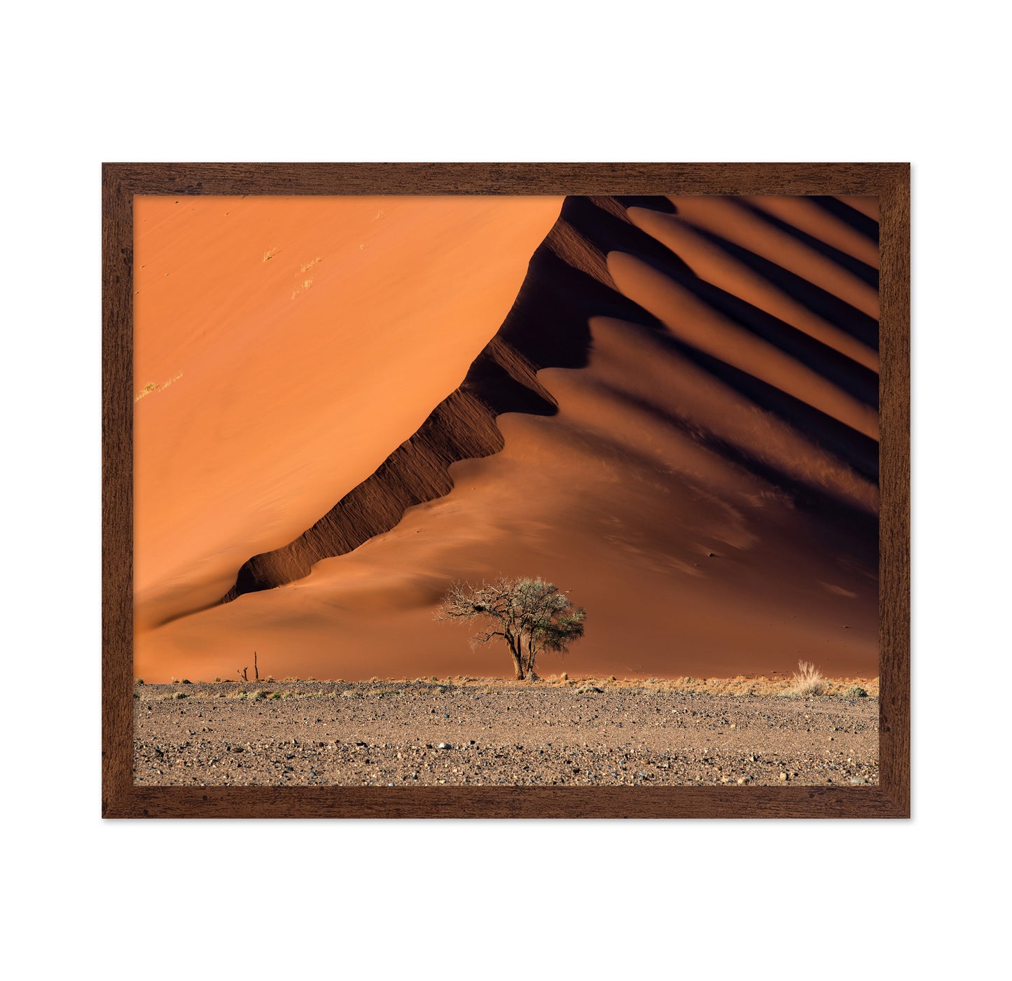 The Dune aAnd The Tree