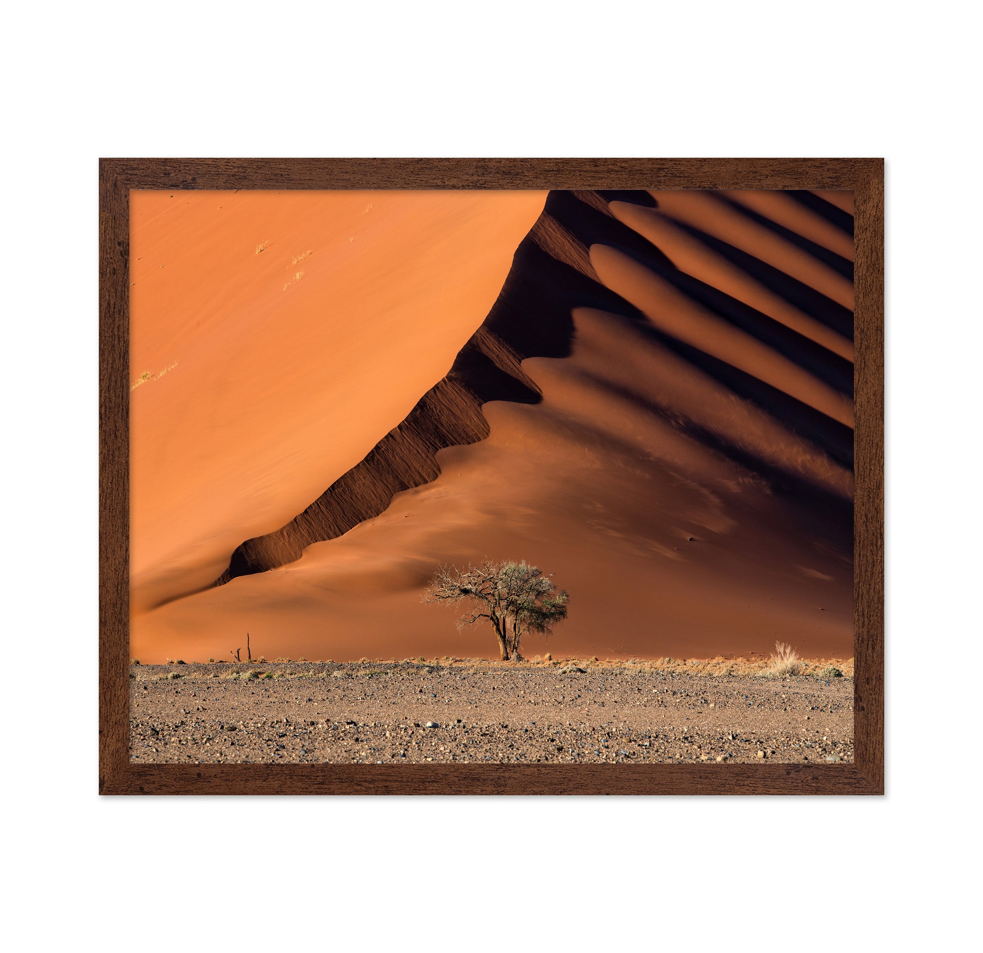 The Dune aAnd The Tree