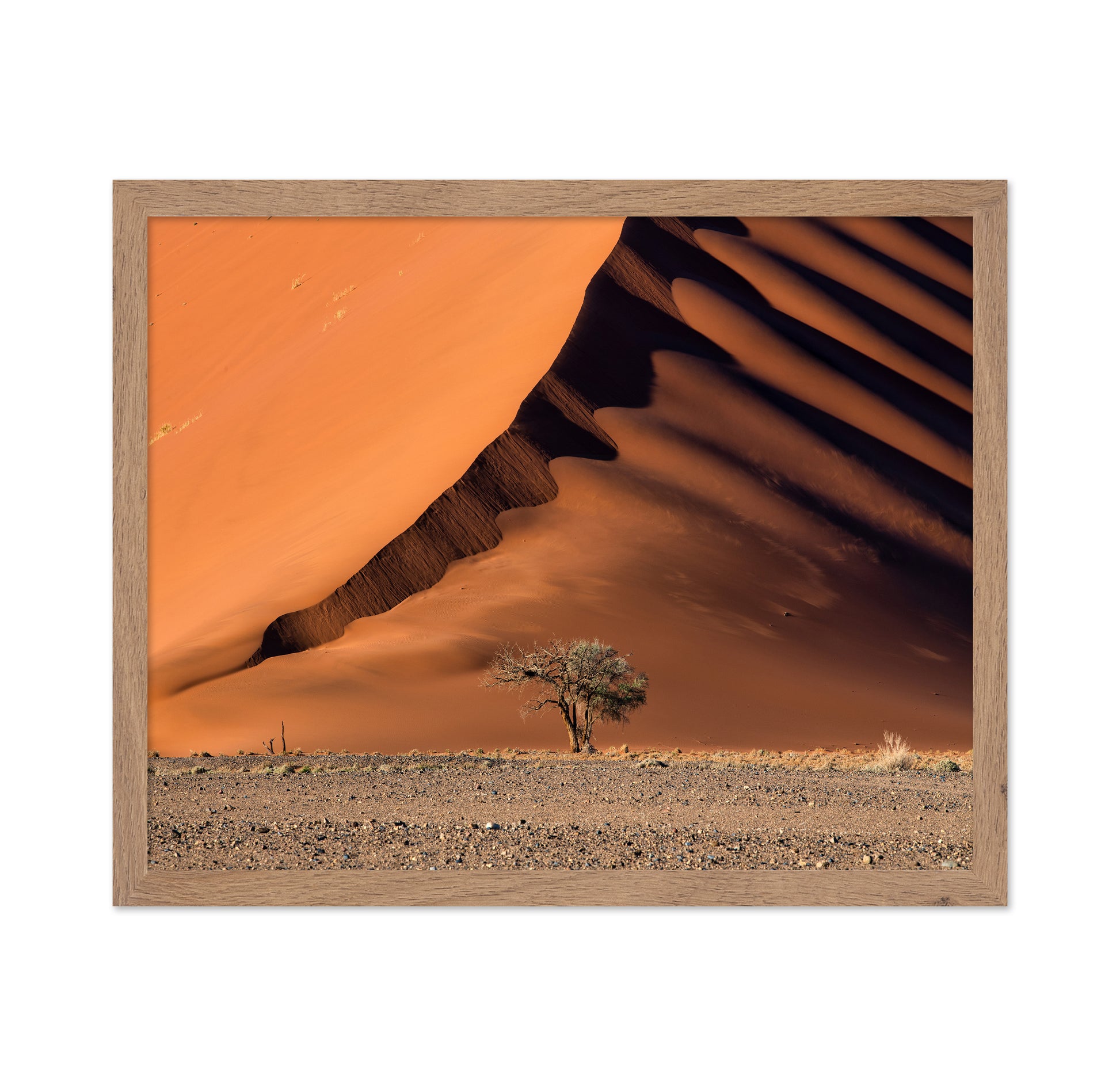 The Dune aAnd The Tree