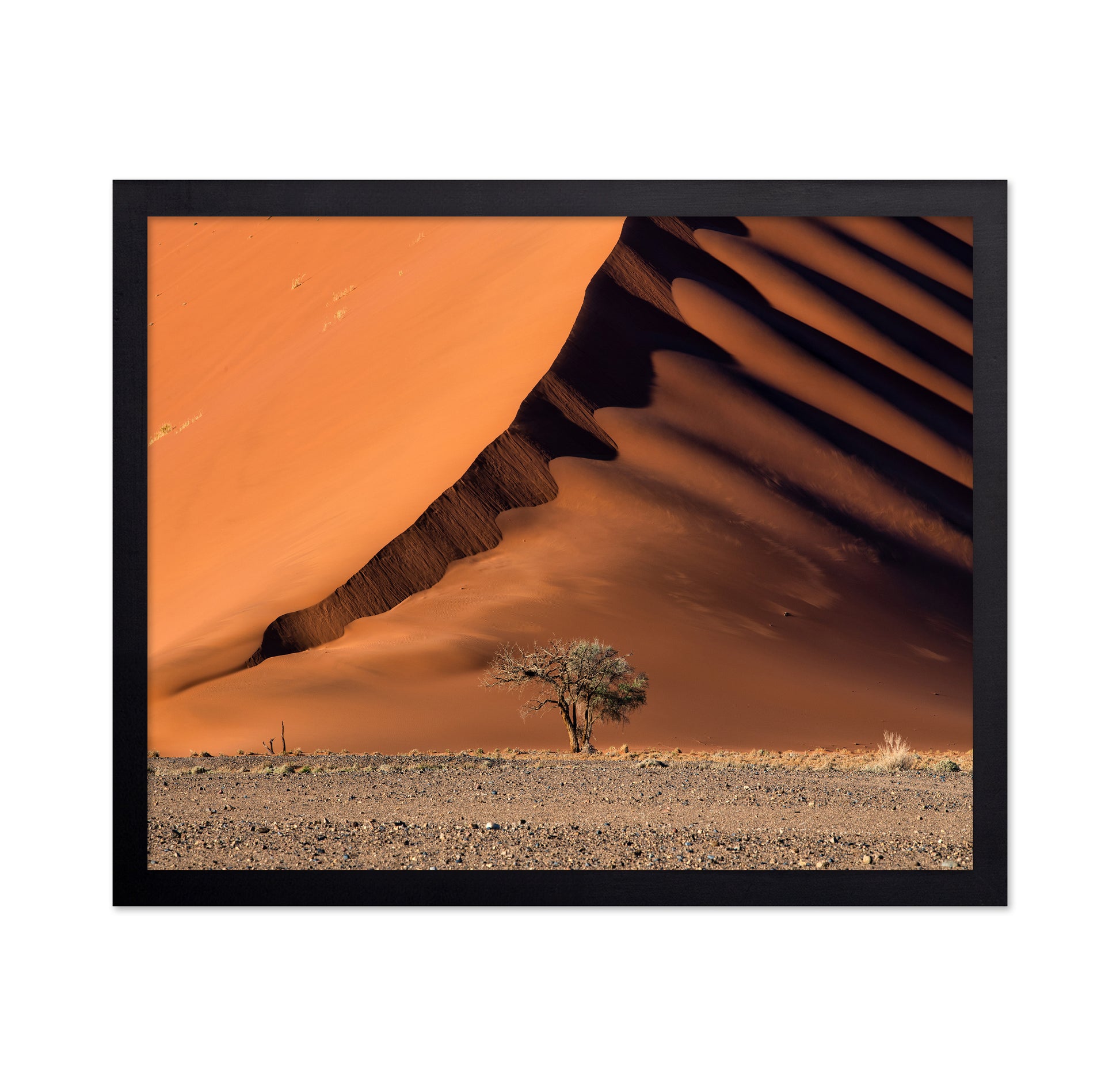 The Dune aAnd The Tree