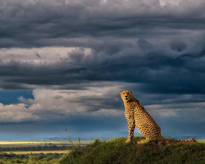 Guardian of the Savanna