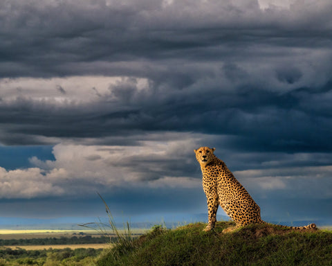 Guardian of the Savanna