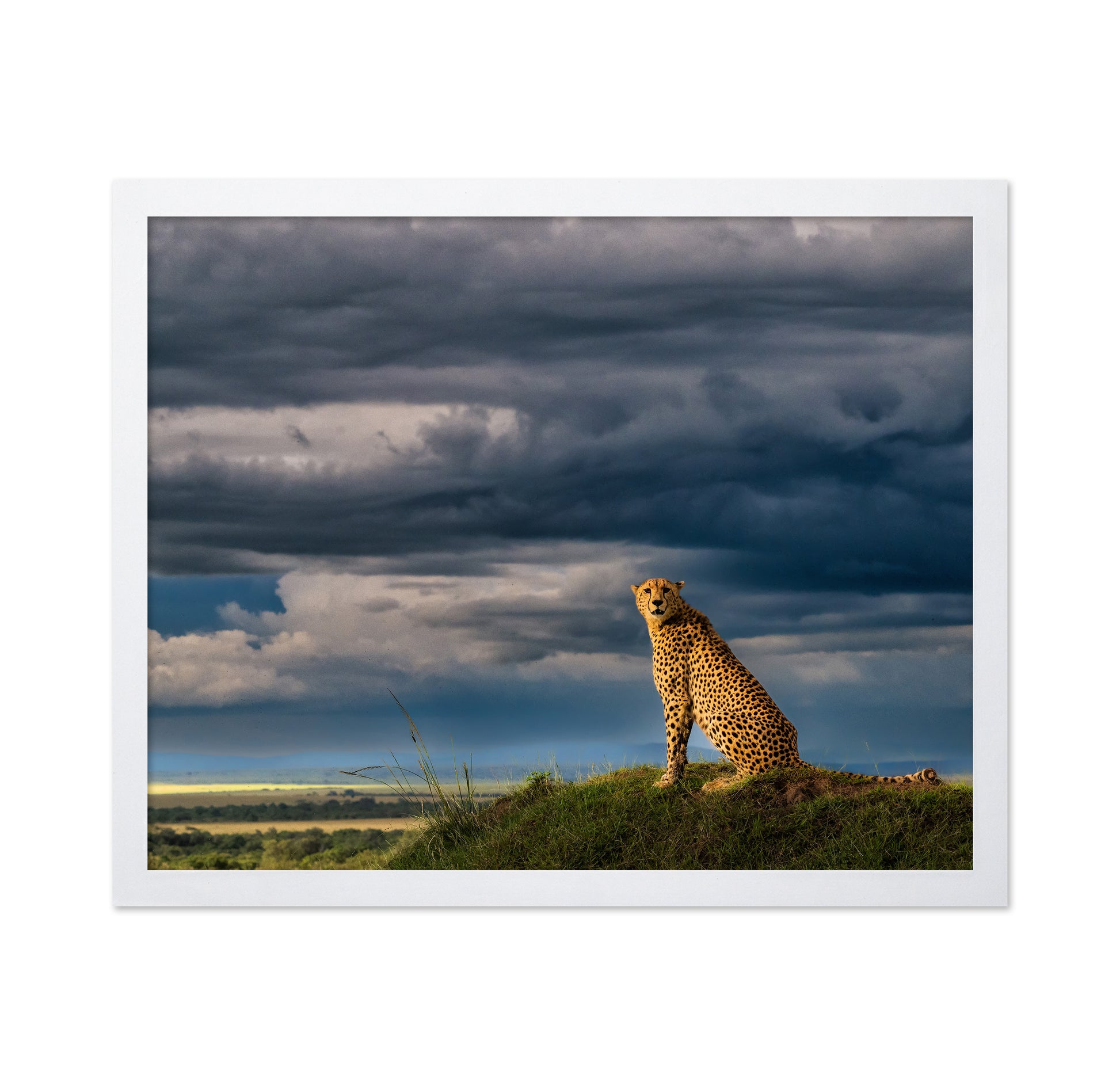 Guardian of the Savanna
