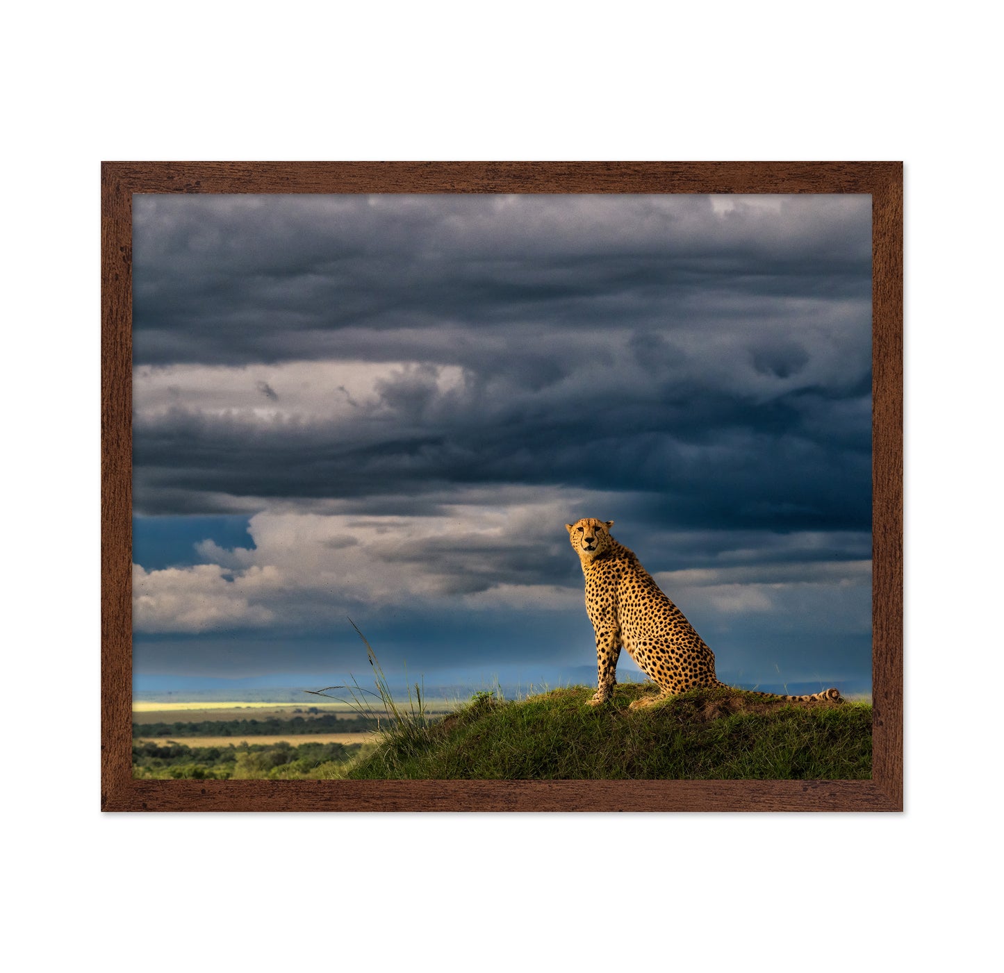 Guardian of the Savanna