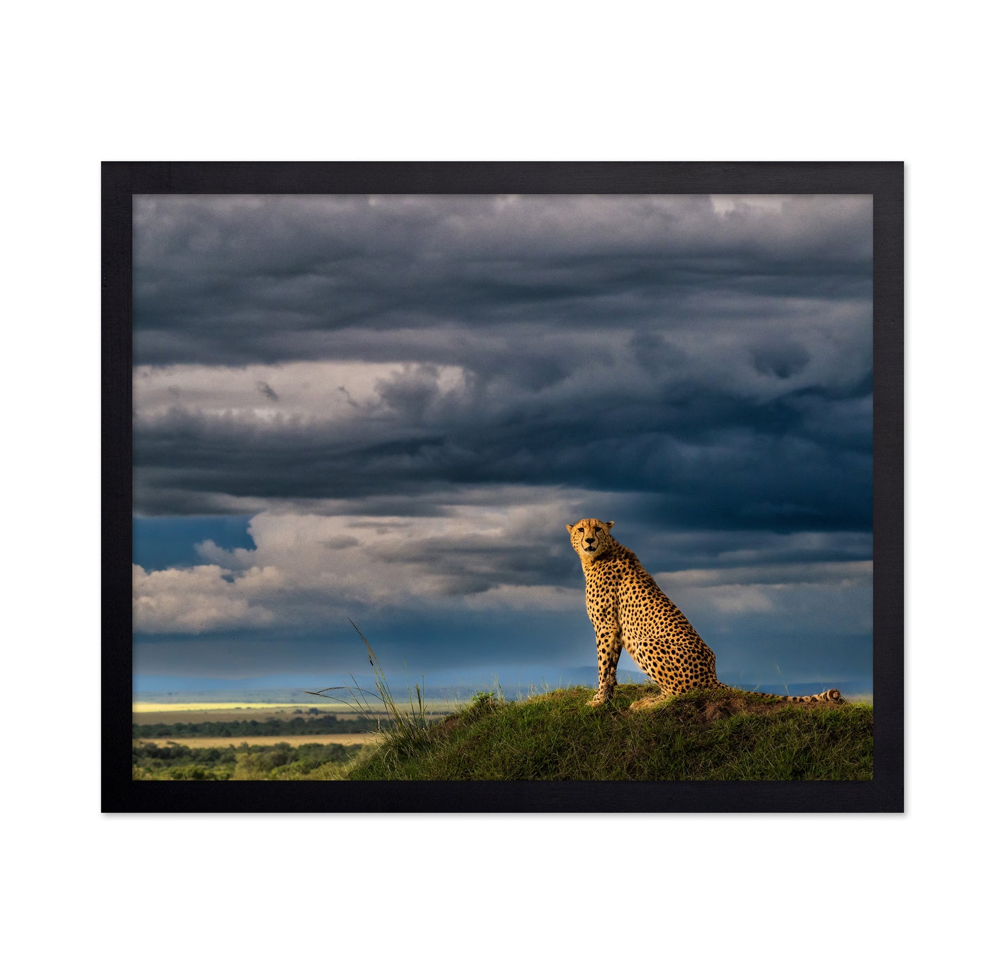 Guardian of the Savanna