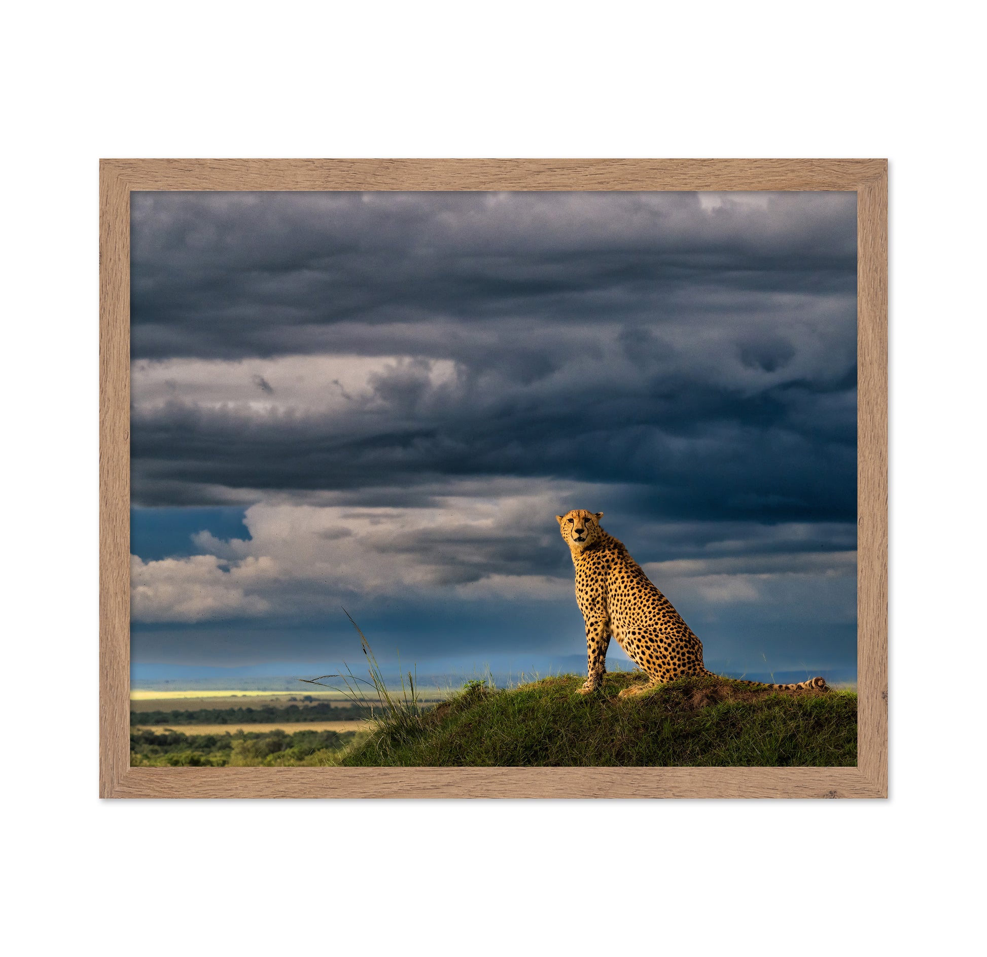 Guardian of the Savanna