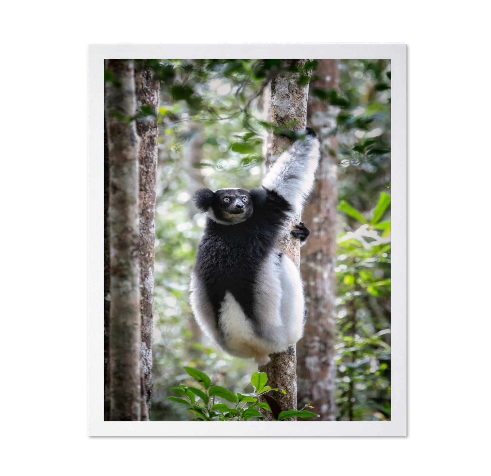 Indri Lemur