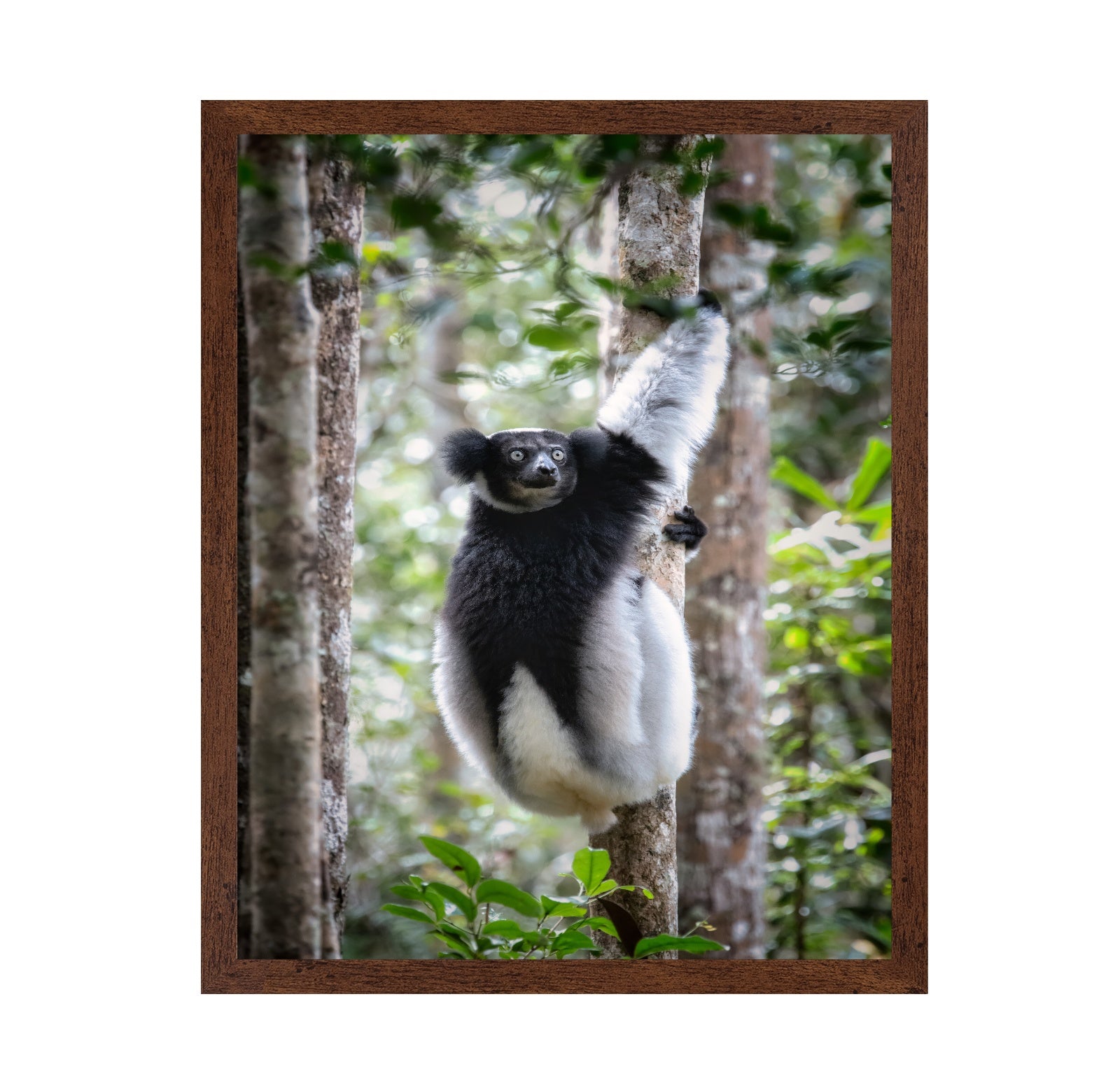 Indri Lemur