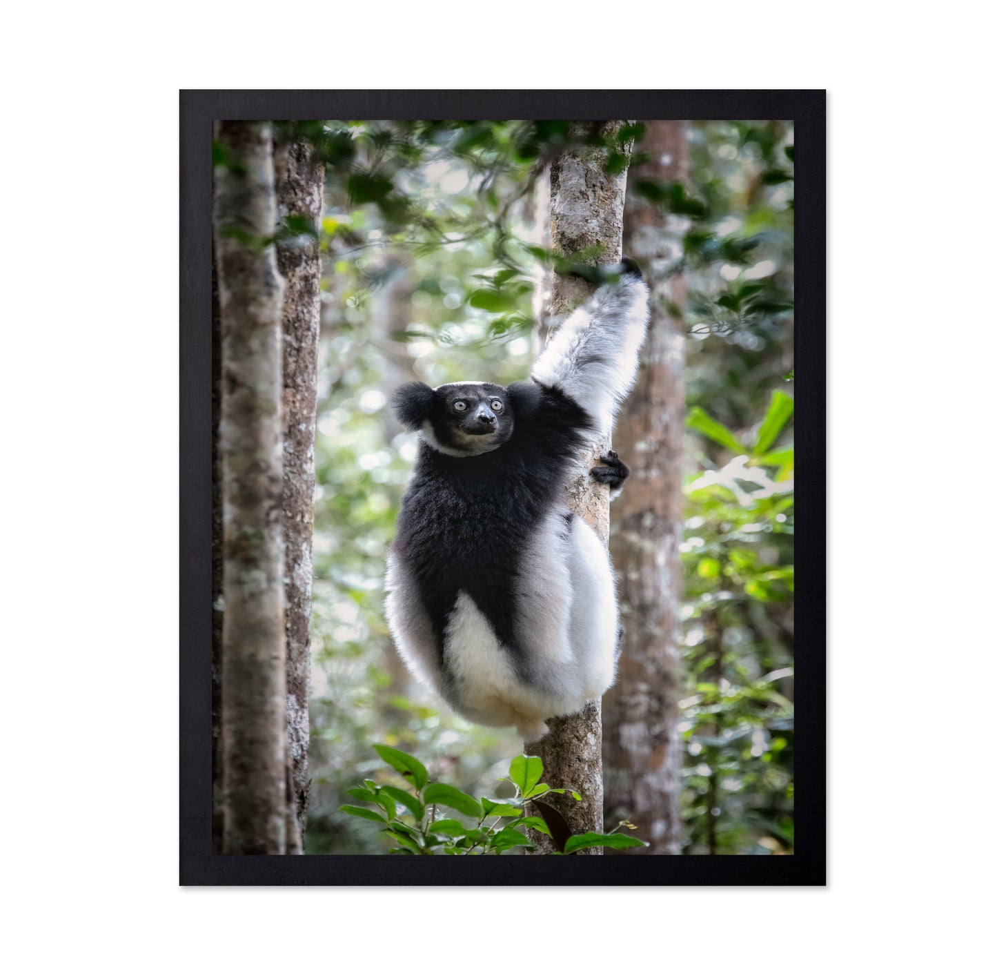 Indri Lemur