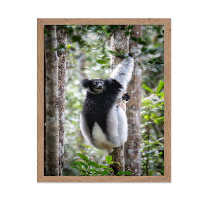 Indri Lemur