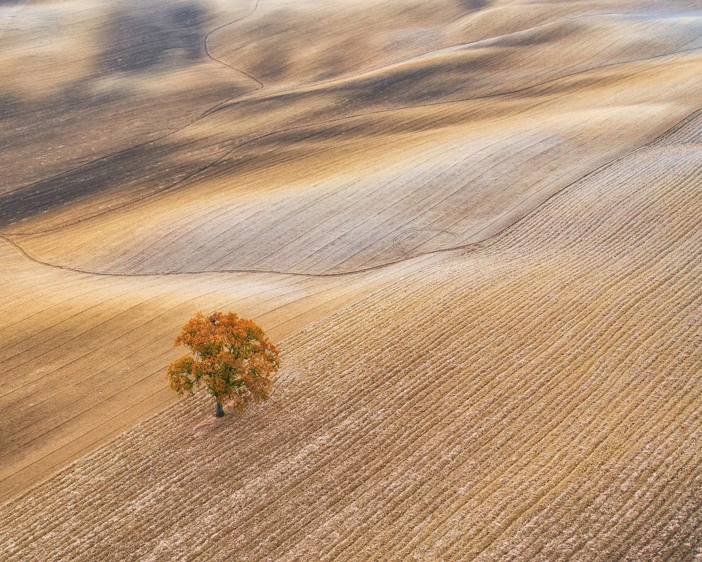 The Lone Oak