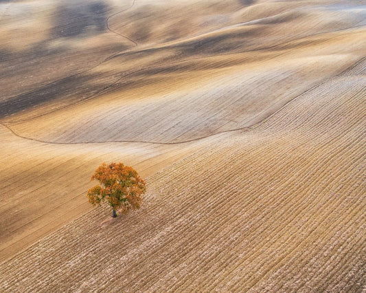 The Lone Oak
