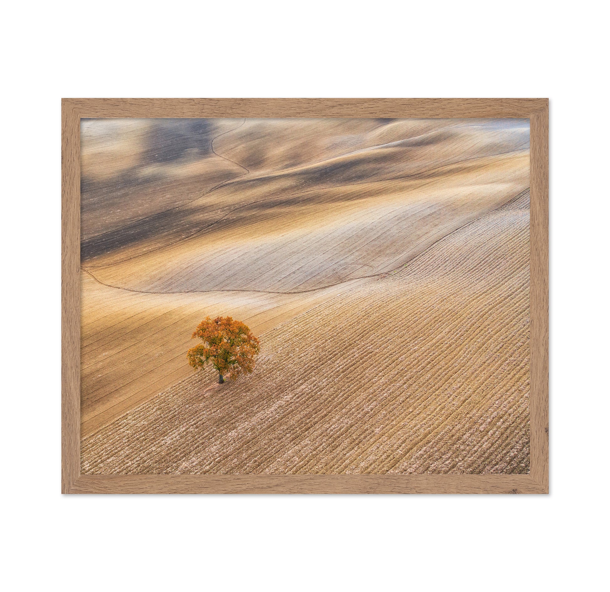 The Lone Oak