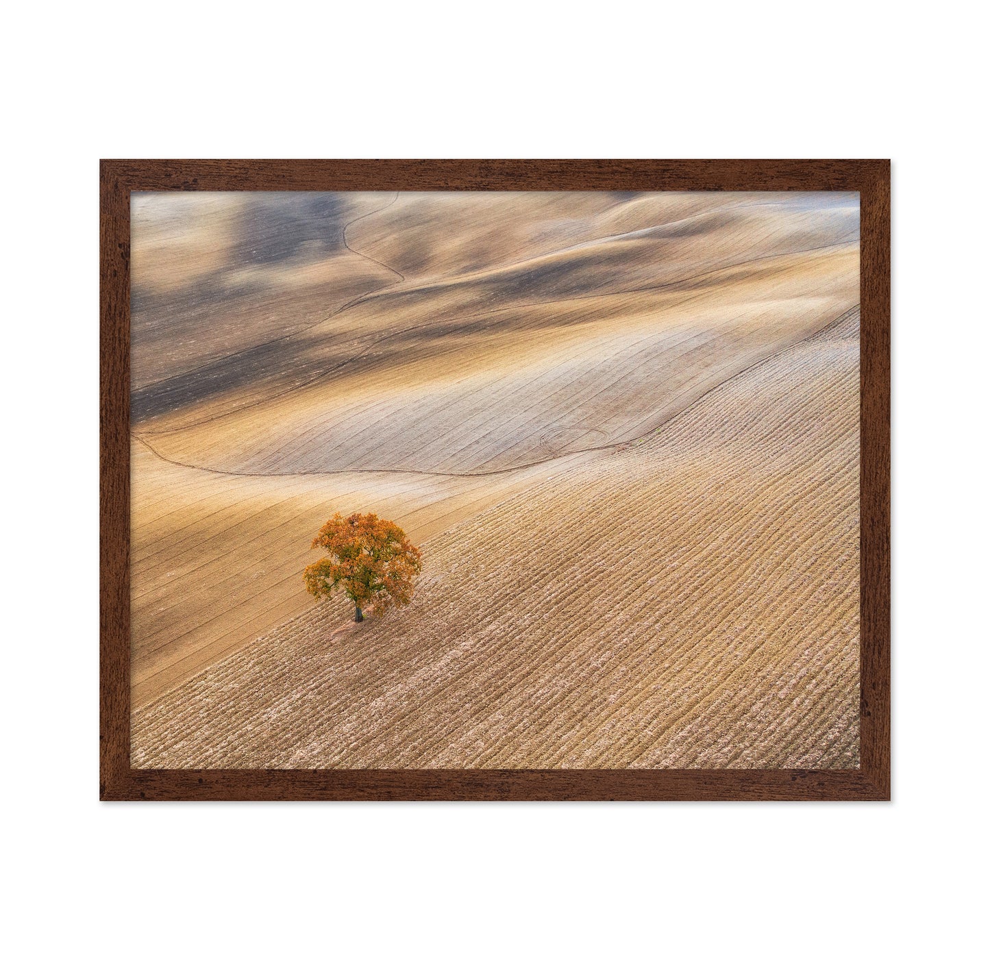 The Lone Oak