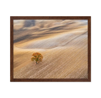 The Lone Oak