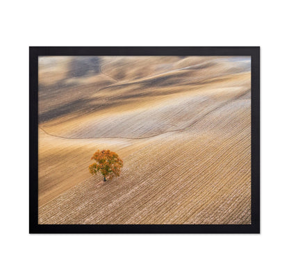 The Lone Oak