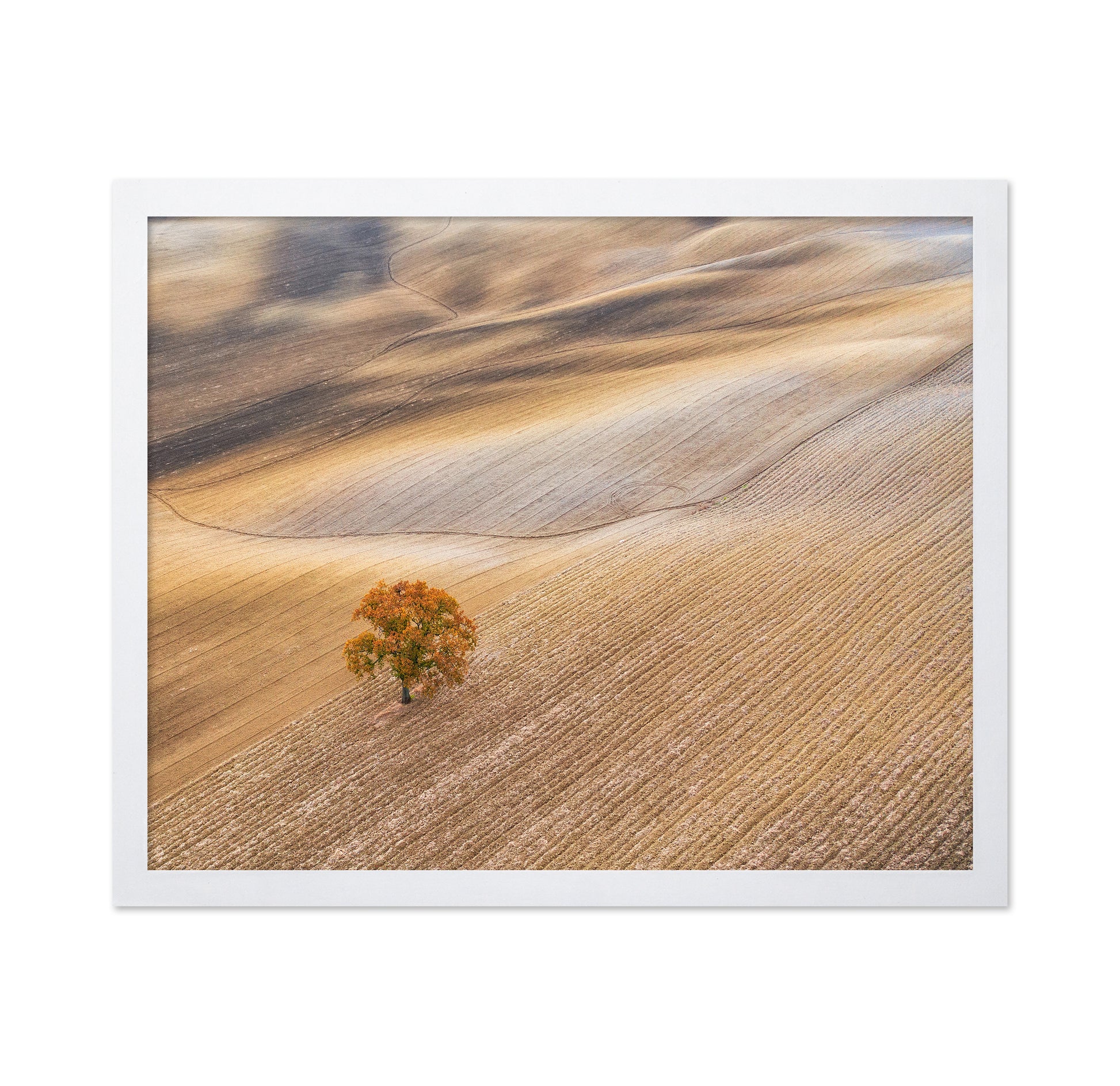 The Lone Oak