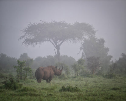 A Black Rhino In The Morning Fog
