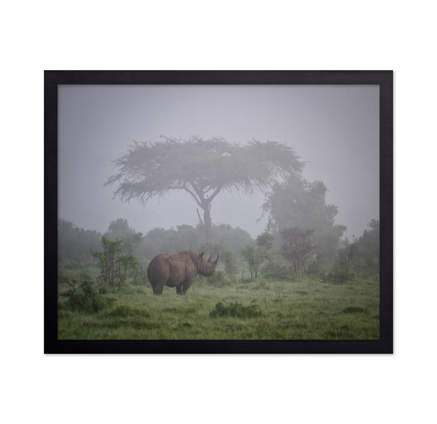 A Black Rhino In The Morning Fog
