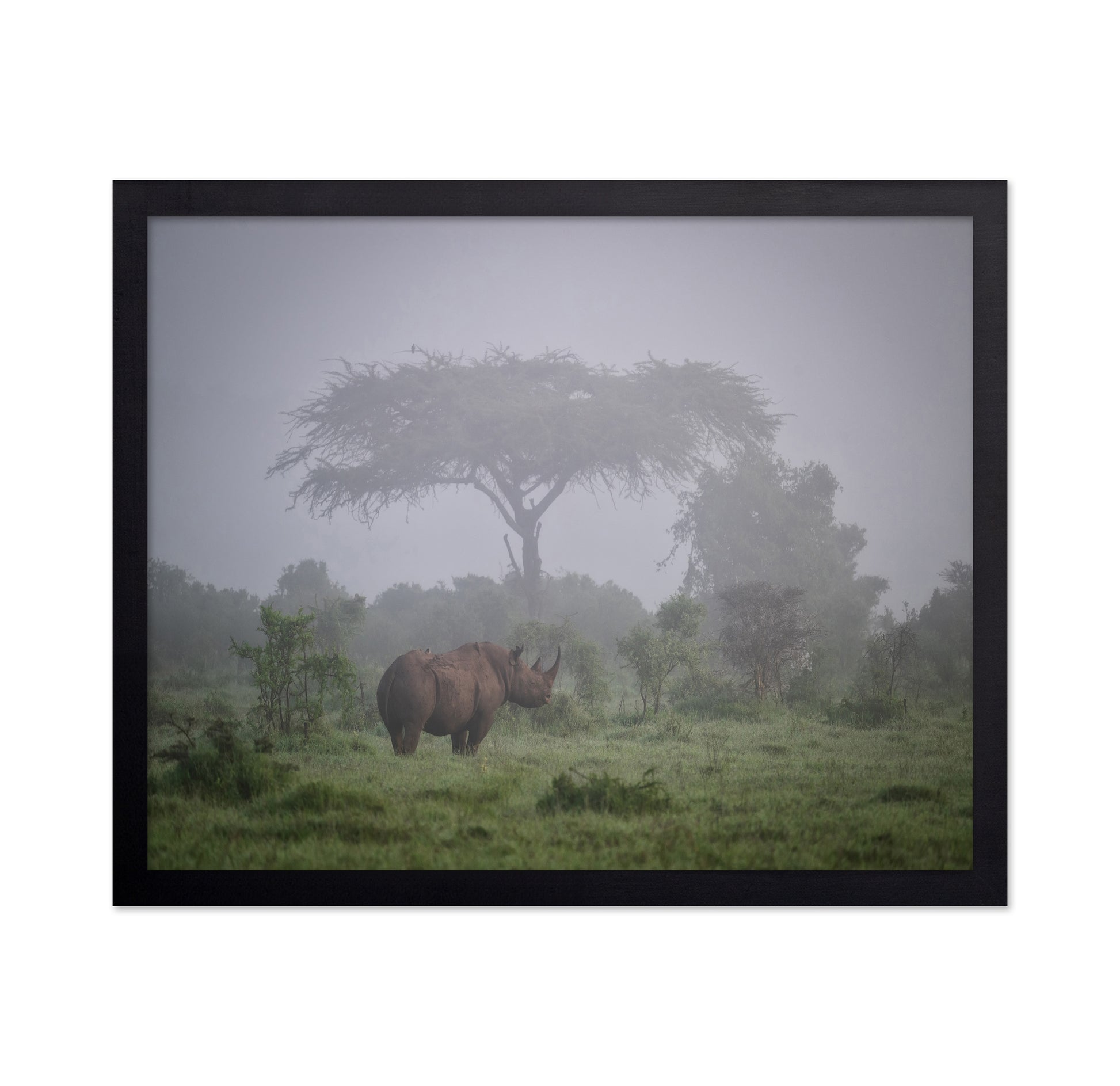 A Black Rhino In The Morning Fog